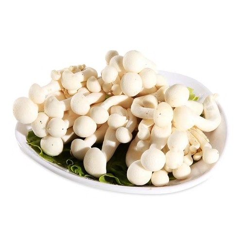 白玉菇 - 送菜童